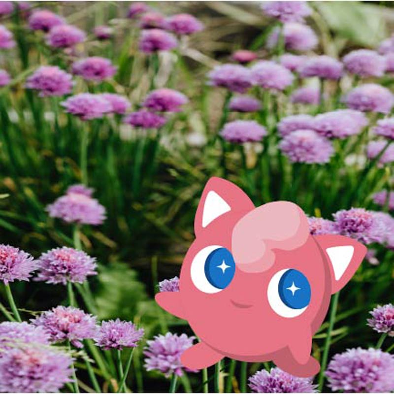 Jigglypuff